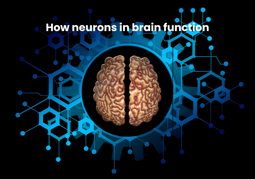 How neurons in brain function